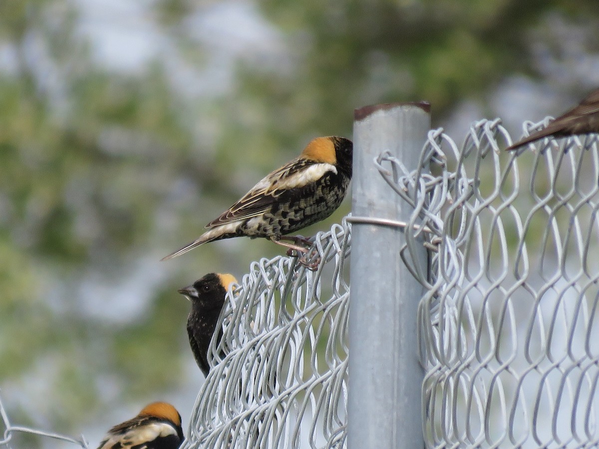 bobolink americký - ML444621261