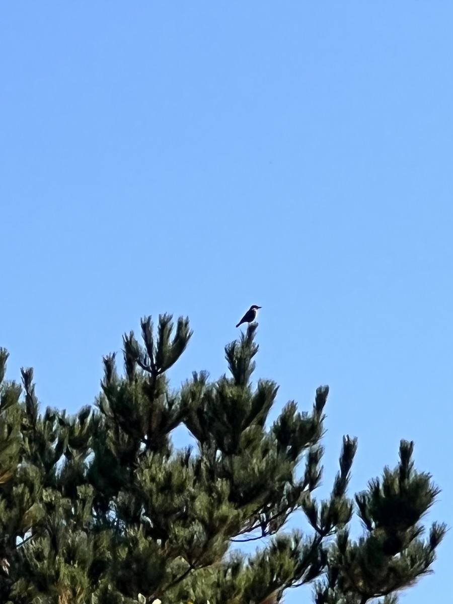 Great Shrike-Tyrant - ML444621751