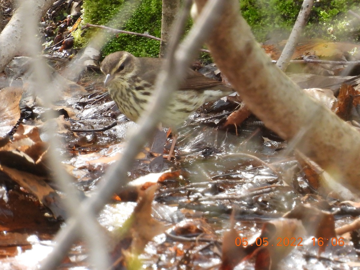 Northern Waterthrush - ML444623061