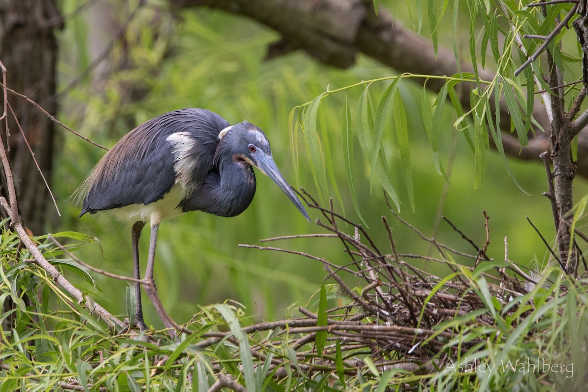 Tricolored Heron - ML444623181