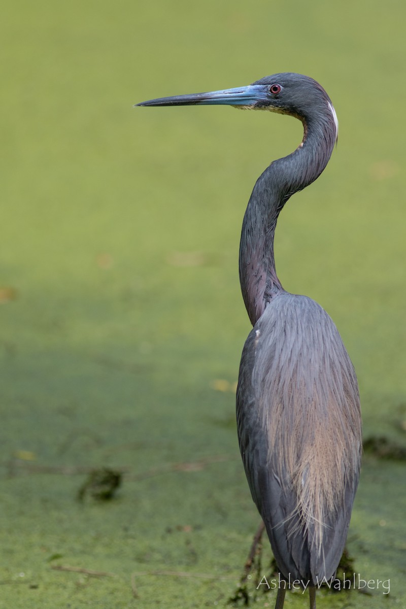 Tricolored Heron - ML444623691