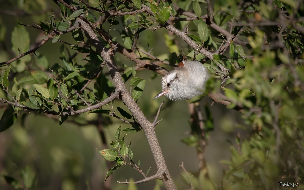 Stripe-crowned Spinetail - ML444624111