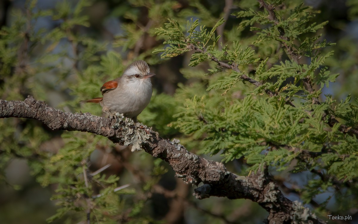 Stripe-crowned Spinetail - ML444624121