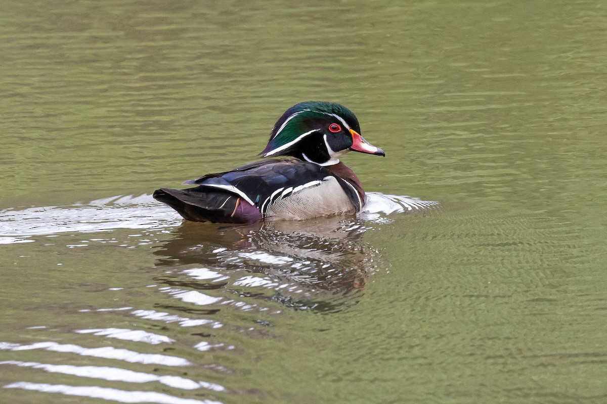 Wood Duck - ML444625721