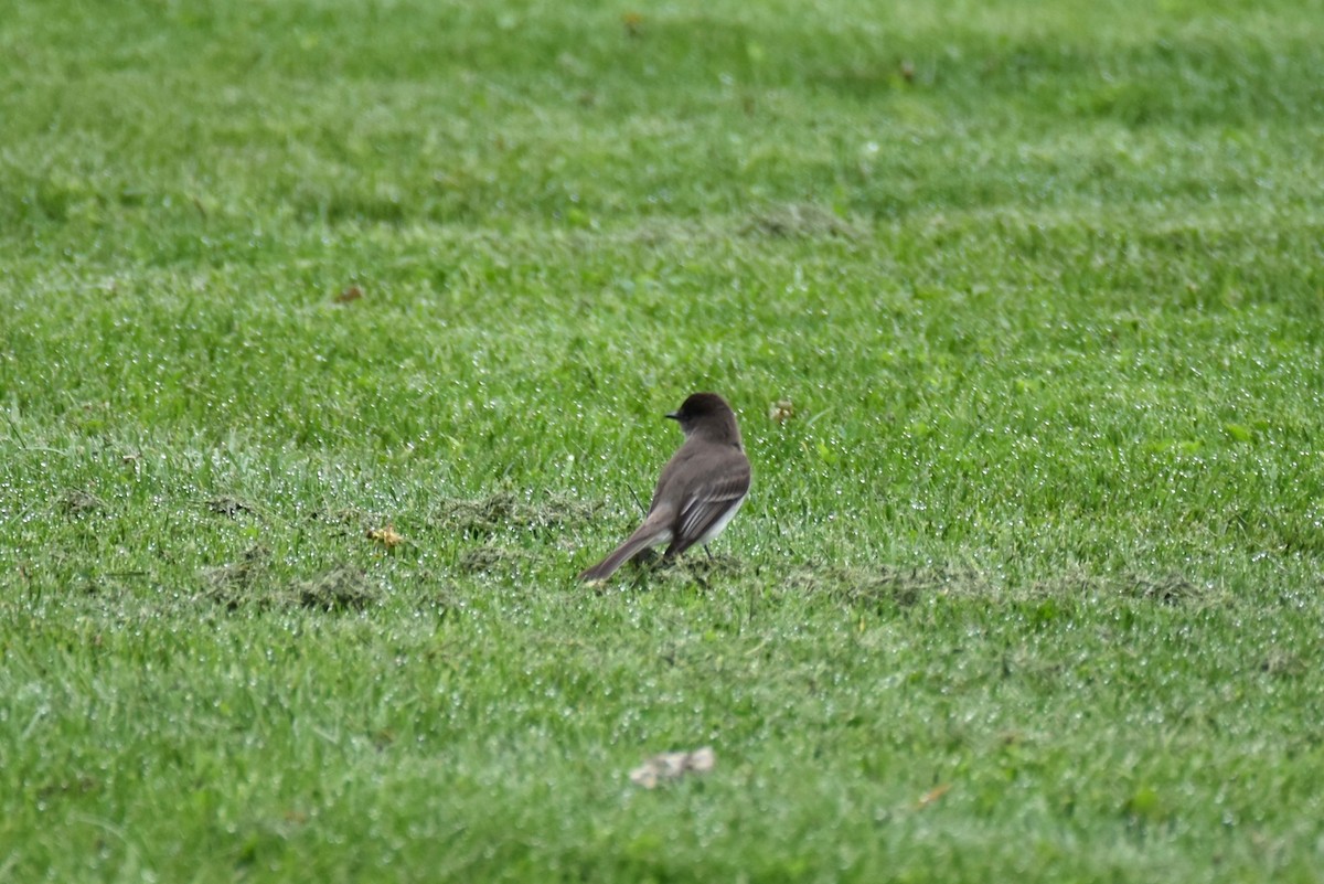 Eastern Phoebe - ML444627461