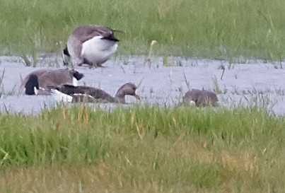 Greater White-fronted Goose - ML44462761