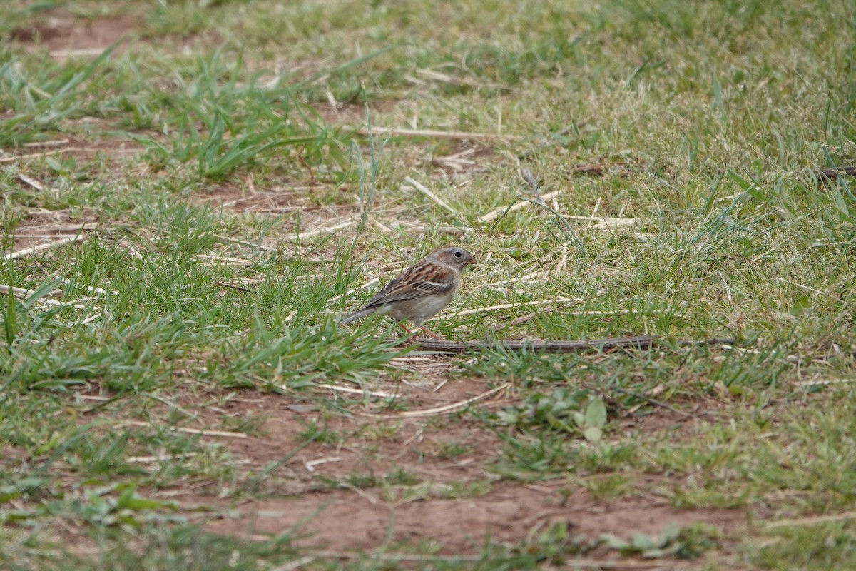 Field Sparrow - ML444628501