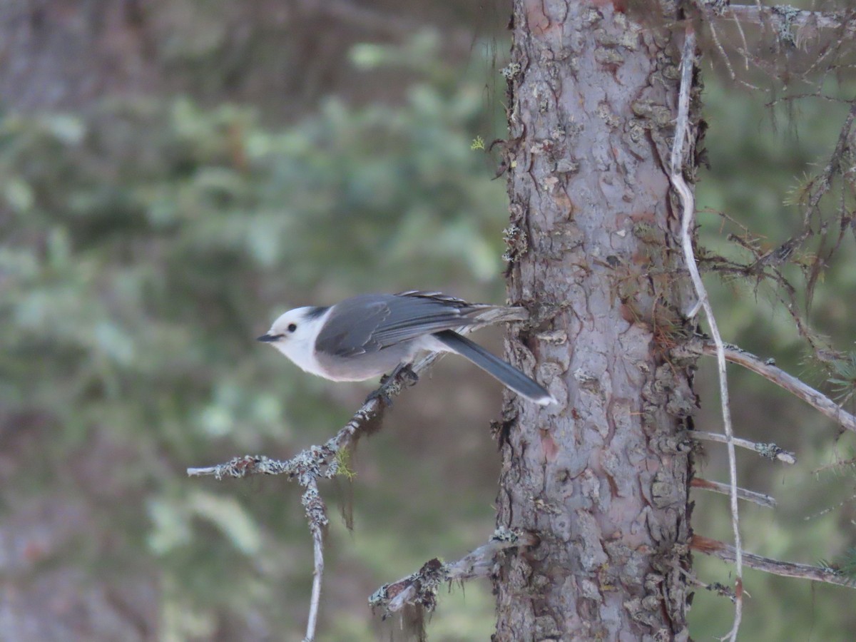 Canada Jay - ML444629591