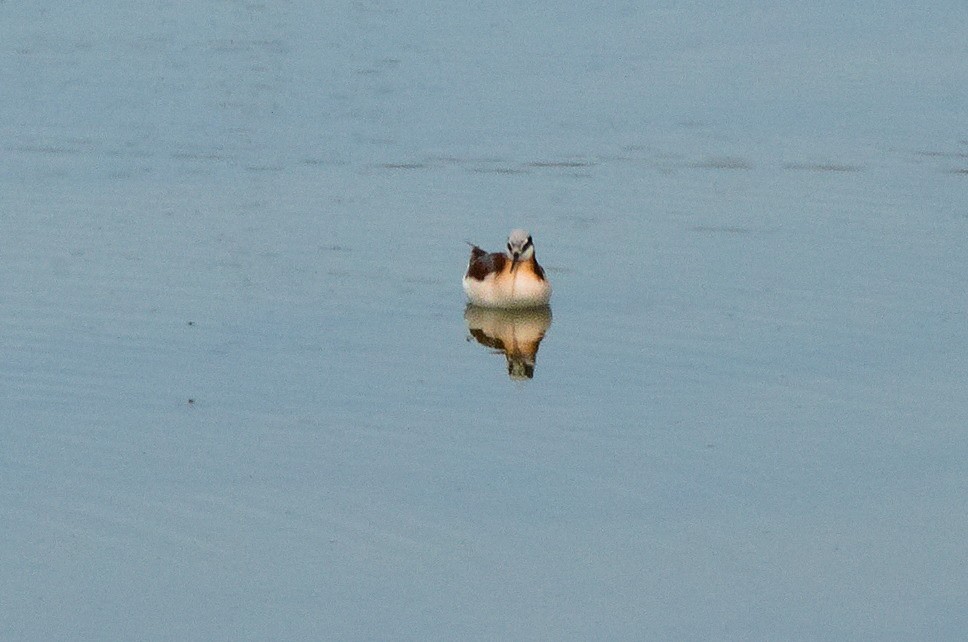 Wilson's Phalarope - David Britton