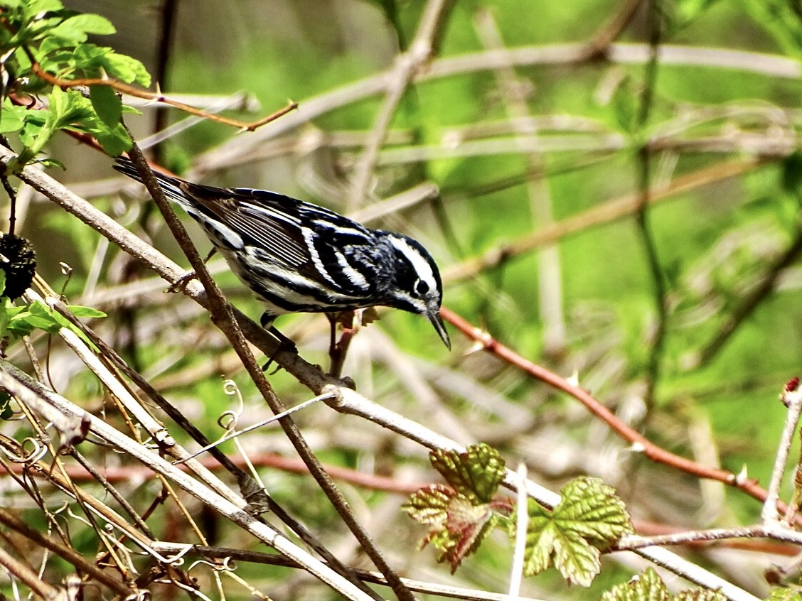 Black-and-white Warbler - ML444629861