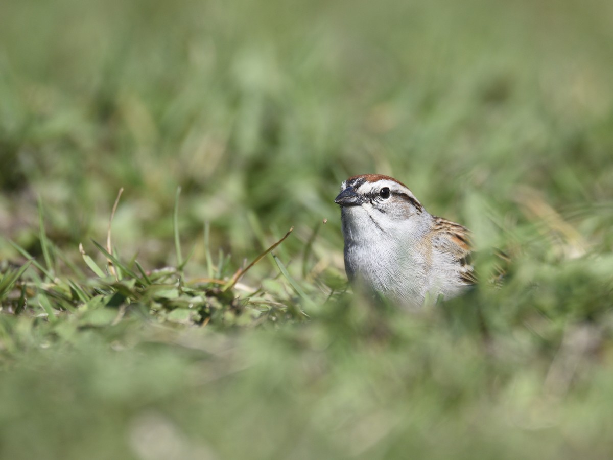 Chipping Sparrow - ML444630151