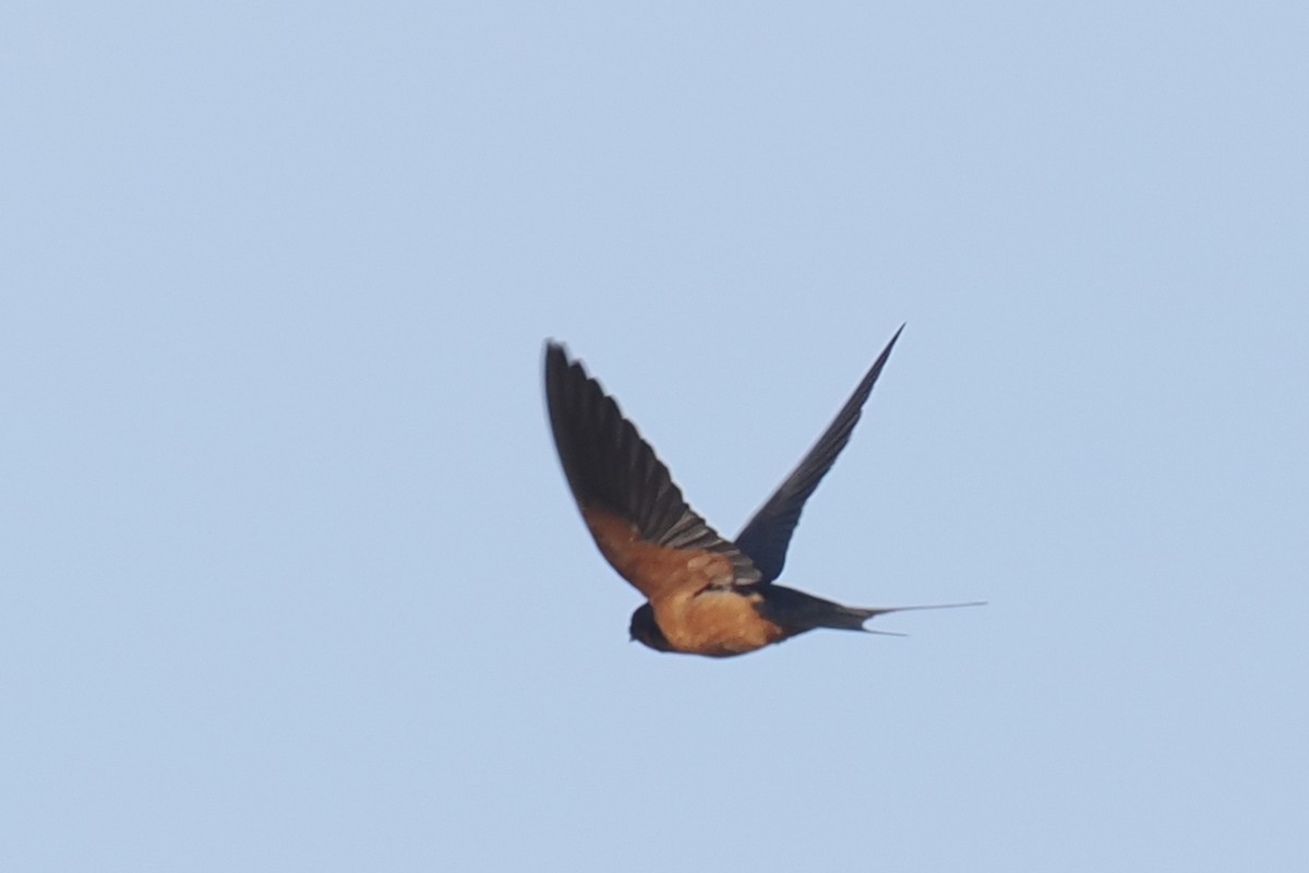 Barn Swallow - ML444630731