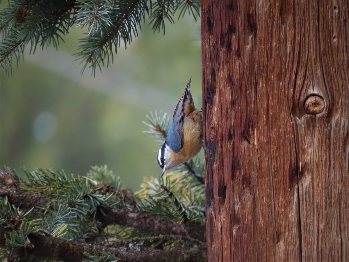 Red-breasted Nuthatch - ML444630781