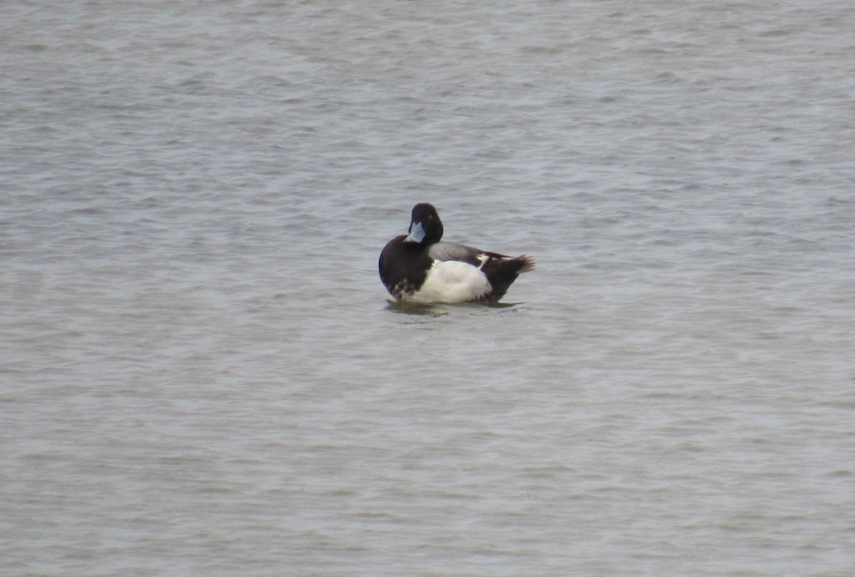 Greater Scaup - ML444630881