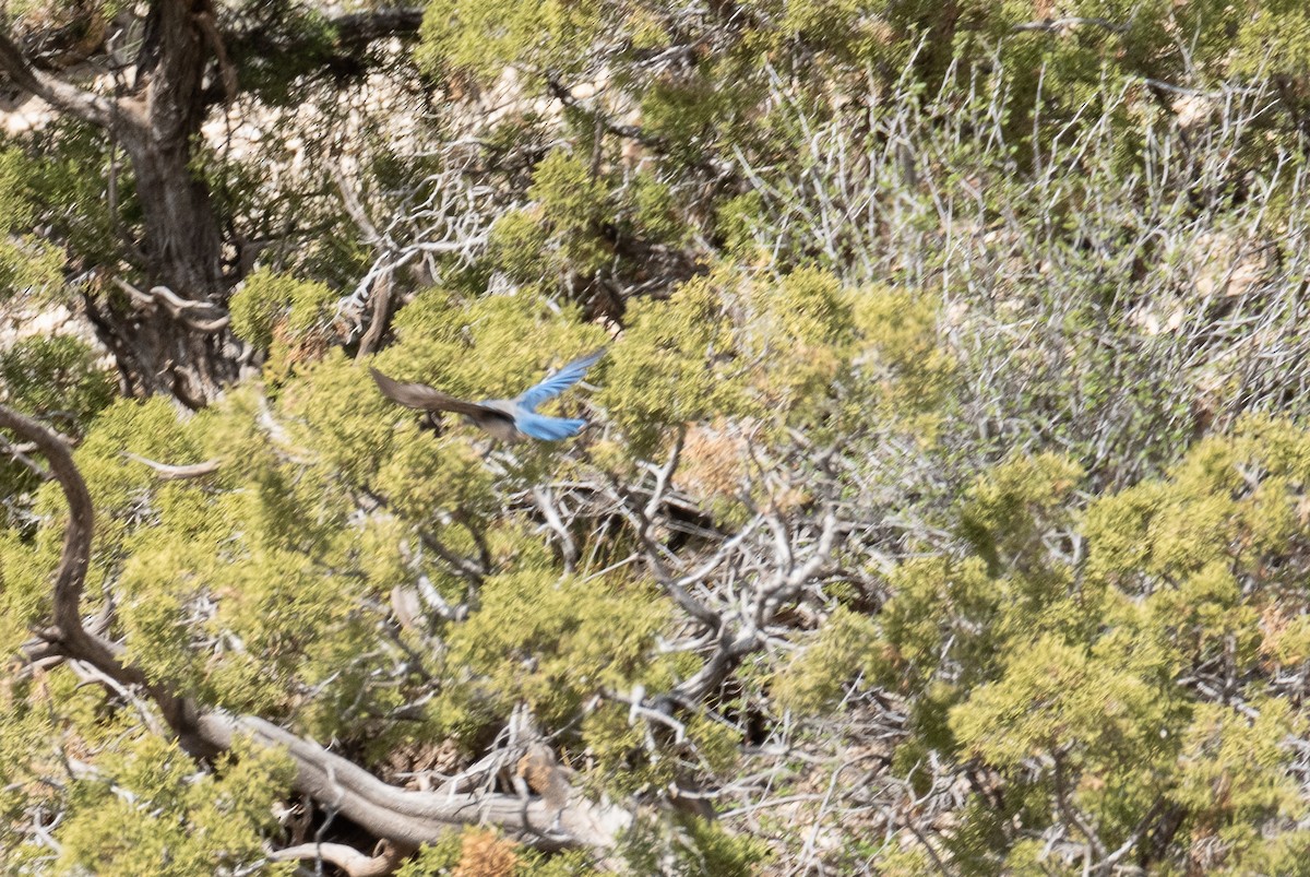 Woodhouse's Scrub-Jay - ML444630901