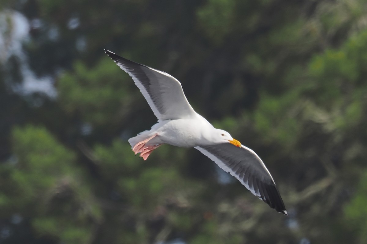 Western Gull - ML444630921