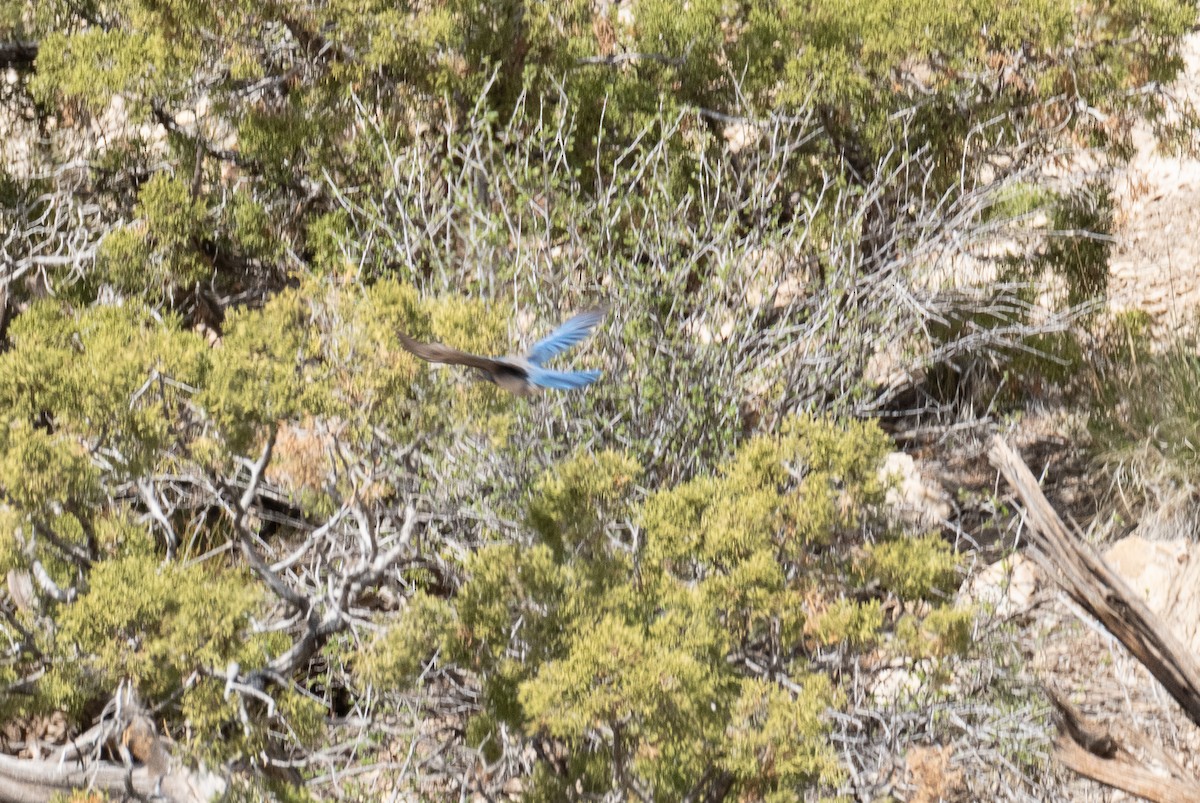 Woodhouse's Scrub-Jay - ML444631081