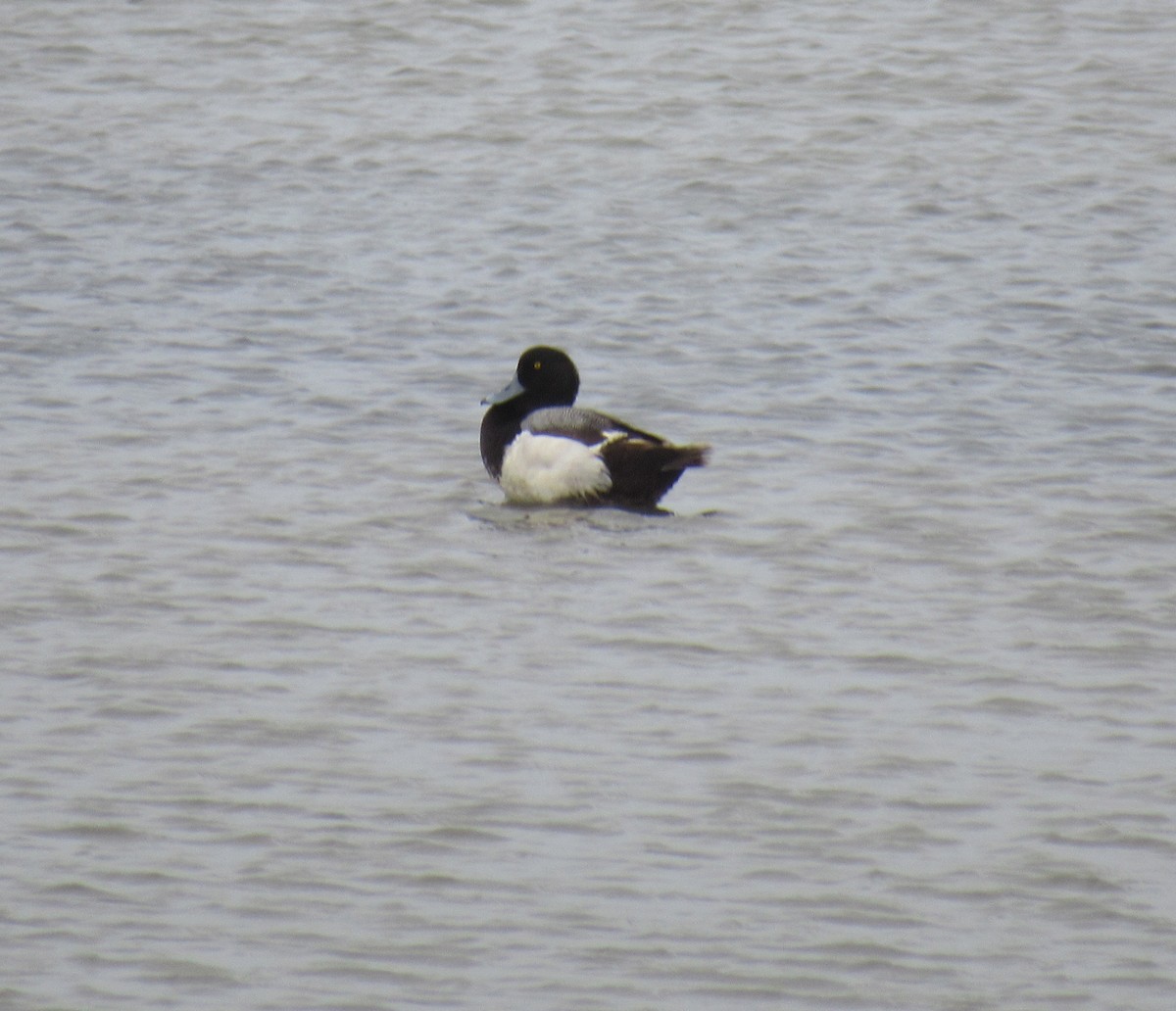 Greater Scaup - ML444631201