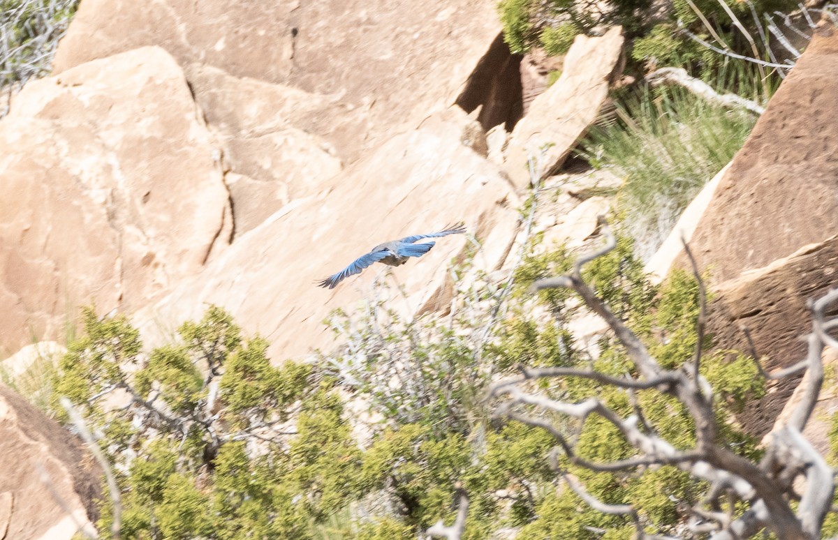 Woodhouse's Scrub-Jay - ML444631221