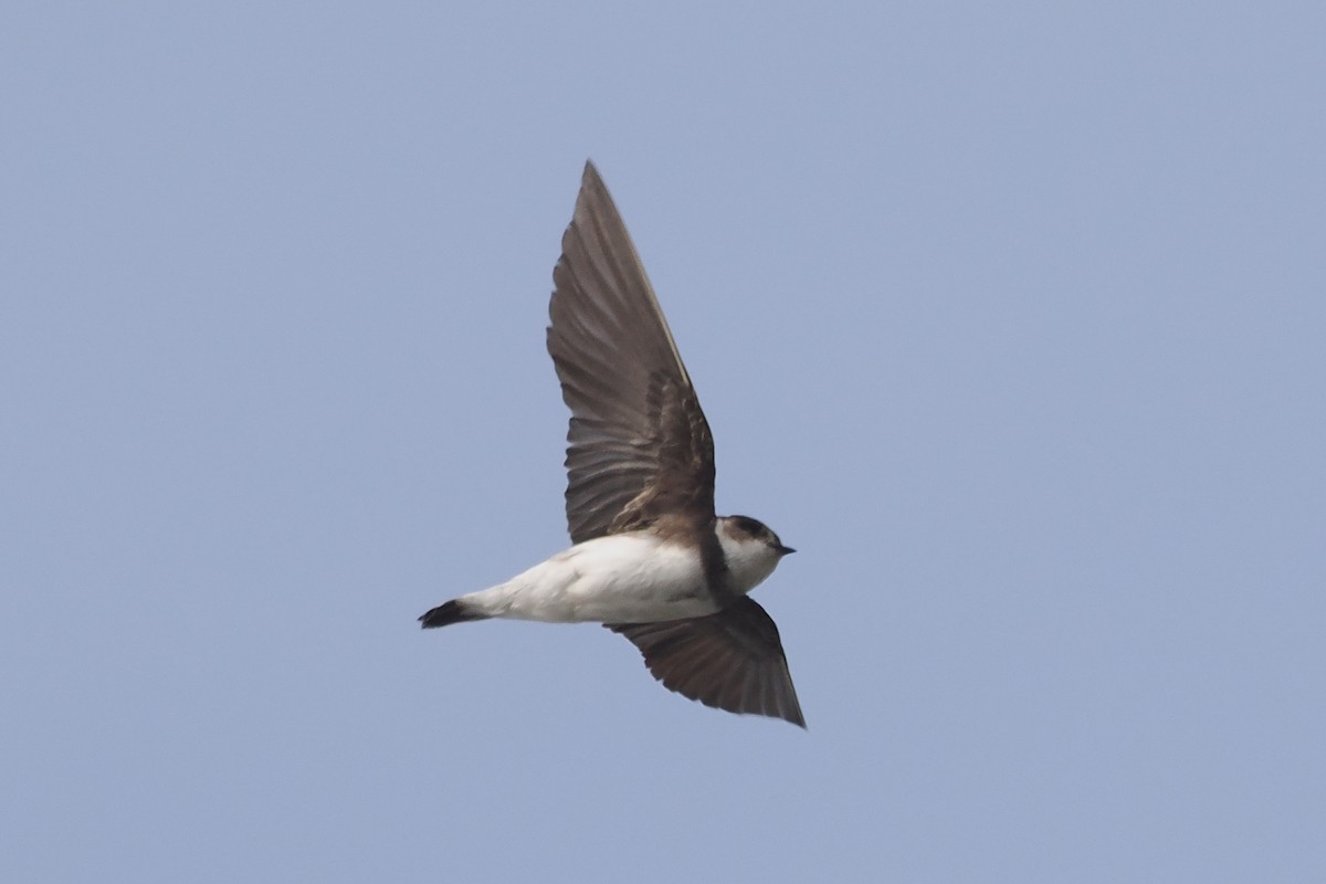 ショウドウツバメ - ML444631591
