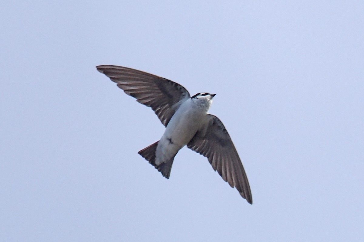 Violet-green Swallow - Donna Pomeroy