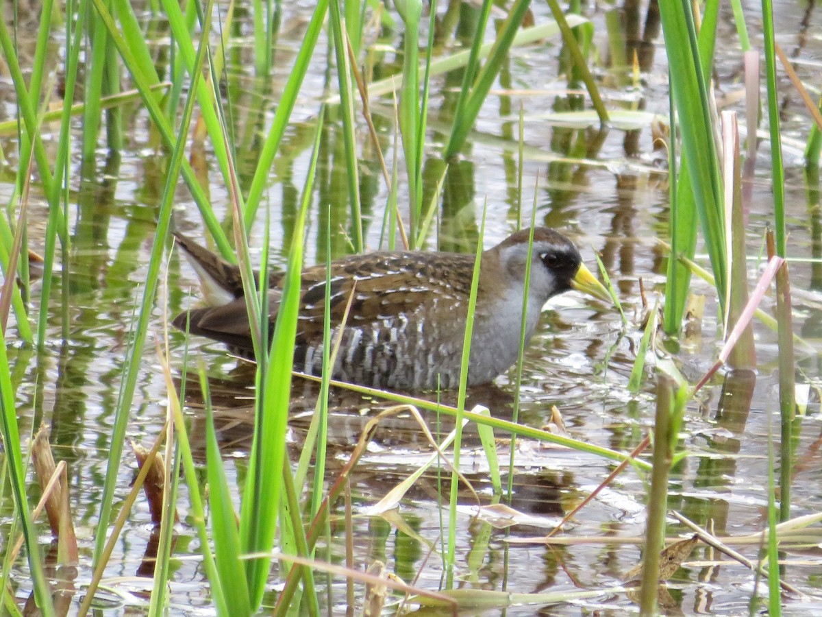 Sora - ML444633021