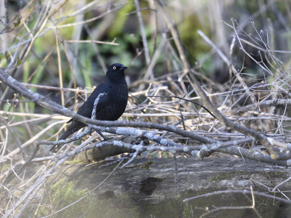 Rusty Blackbird - ML444633431