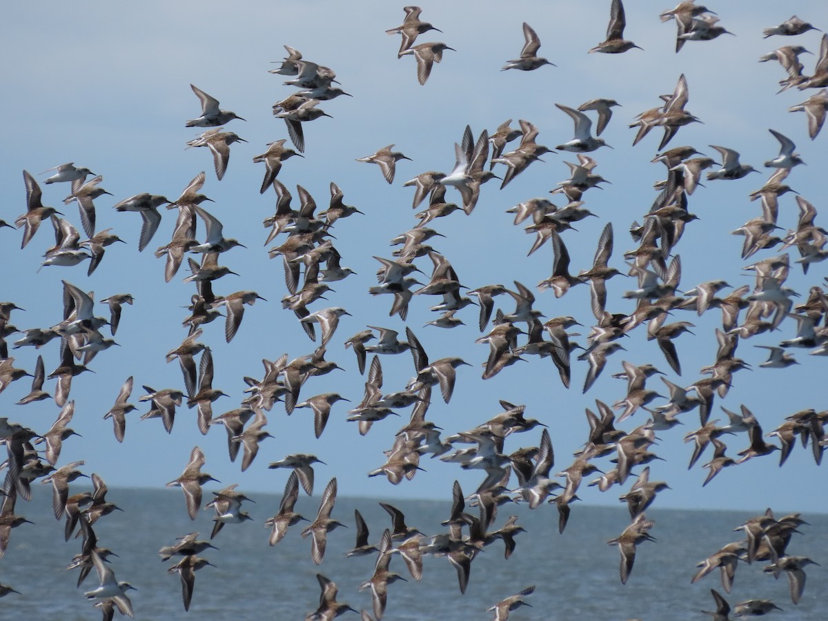 Dunlin - ML444633451