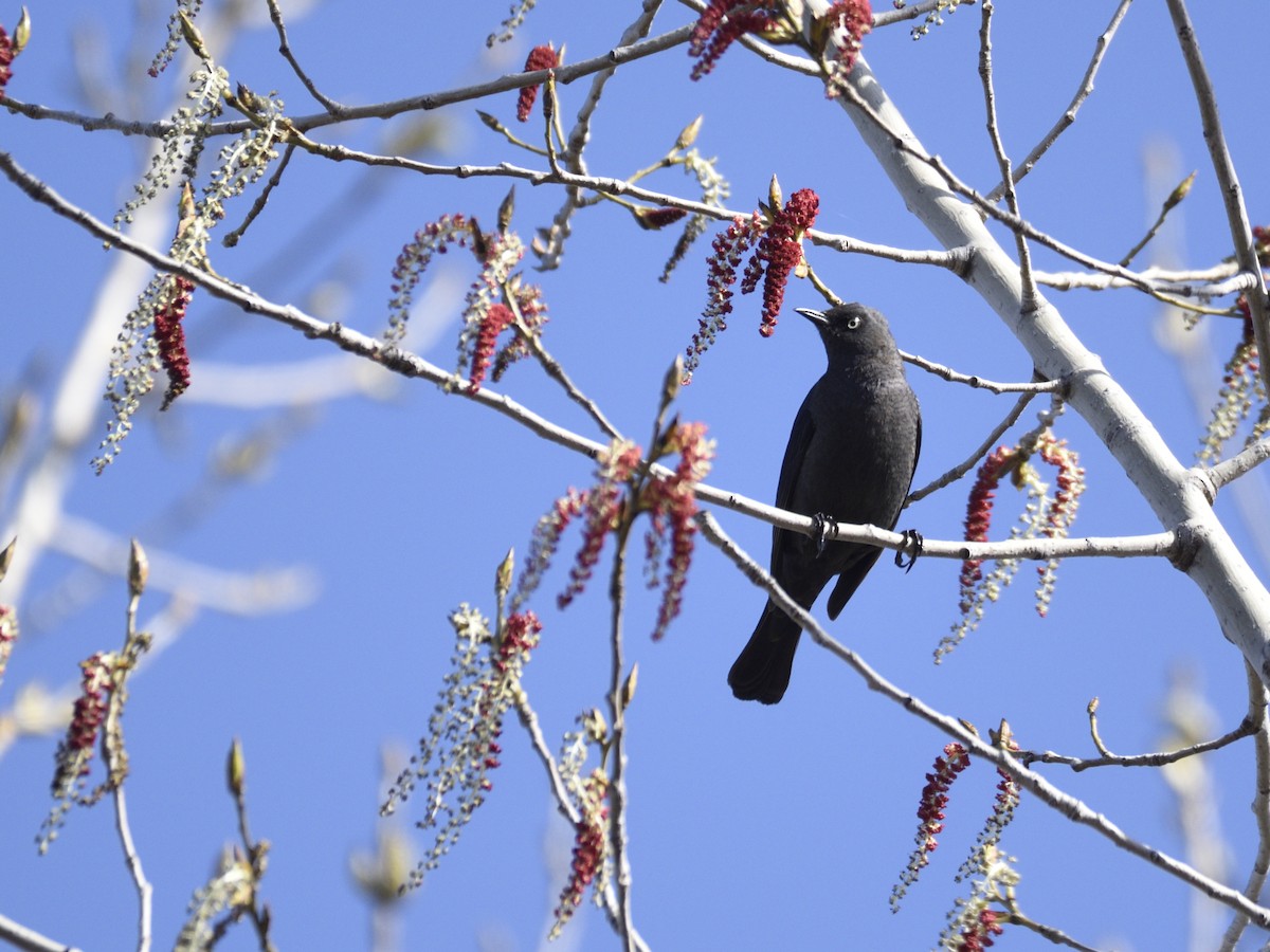 Rusty Blackbird - ML444633521