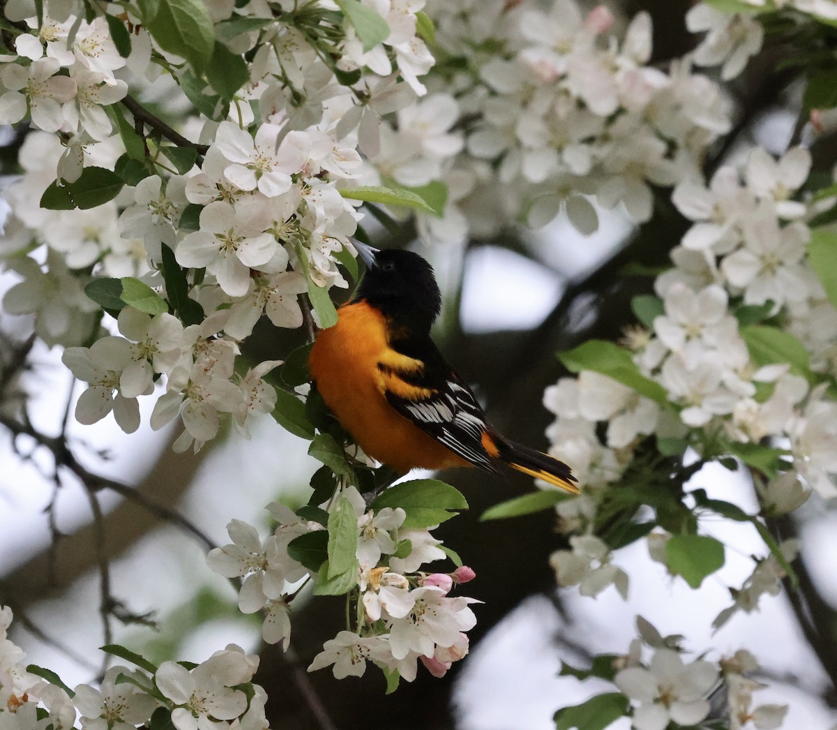 Baltimore Oriole - ML444633531