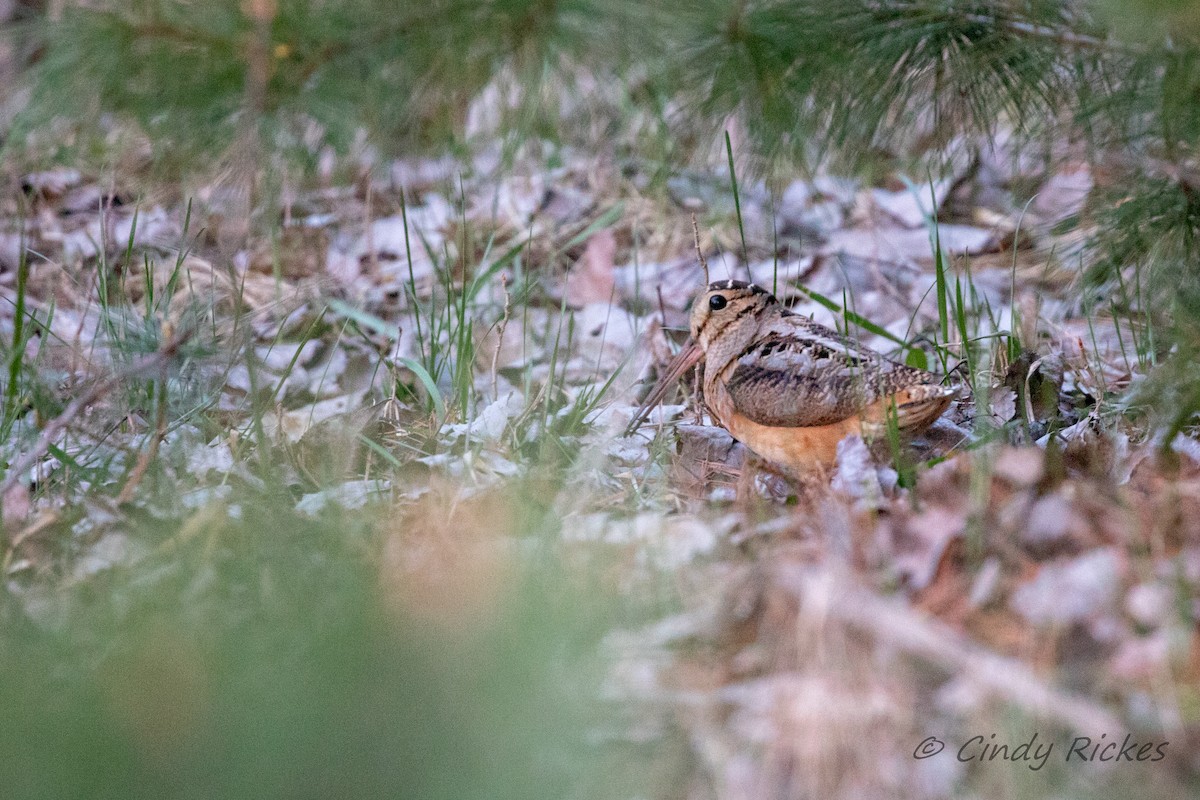 American Woodcock - ML444634231