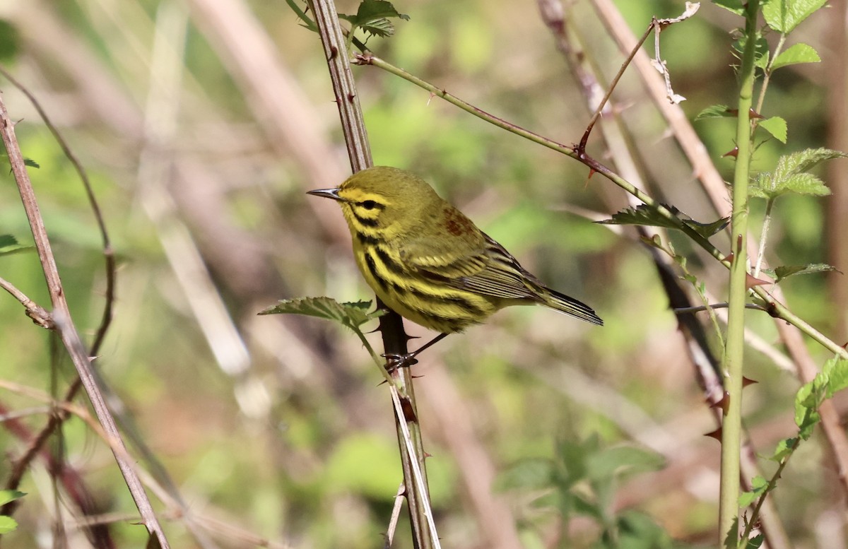 Prairie Warbler - Paul Clarke