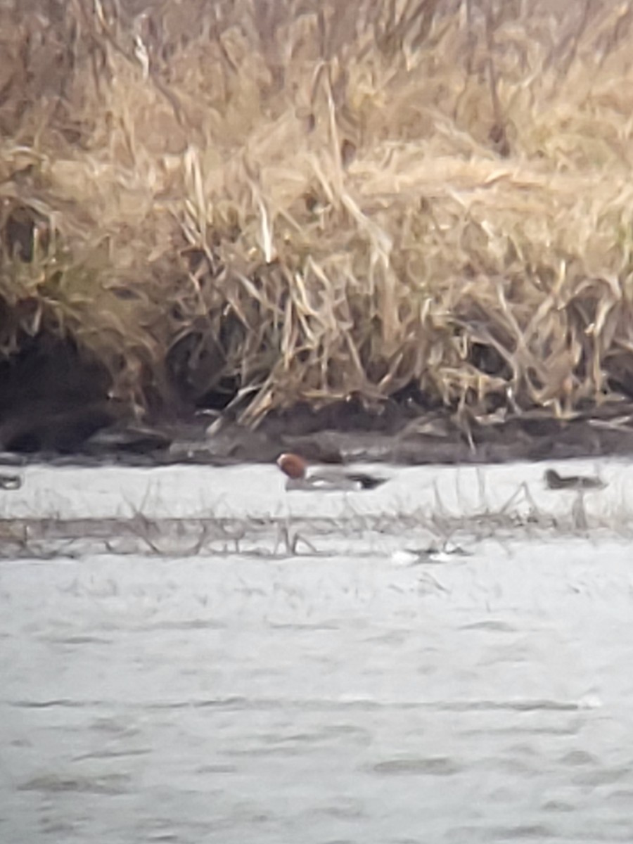 Eurasian Wigeon - Réjean Deschênes