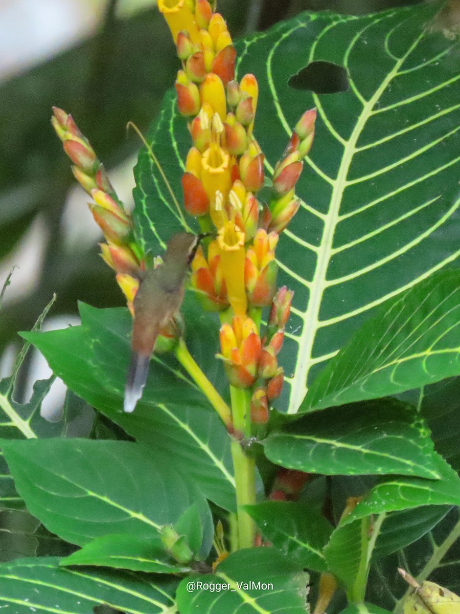 Пестрогорлый колибри-отшельник - ML444636011