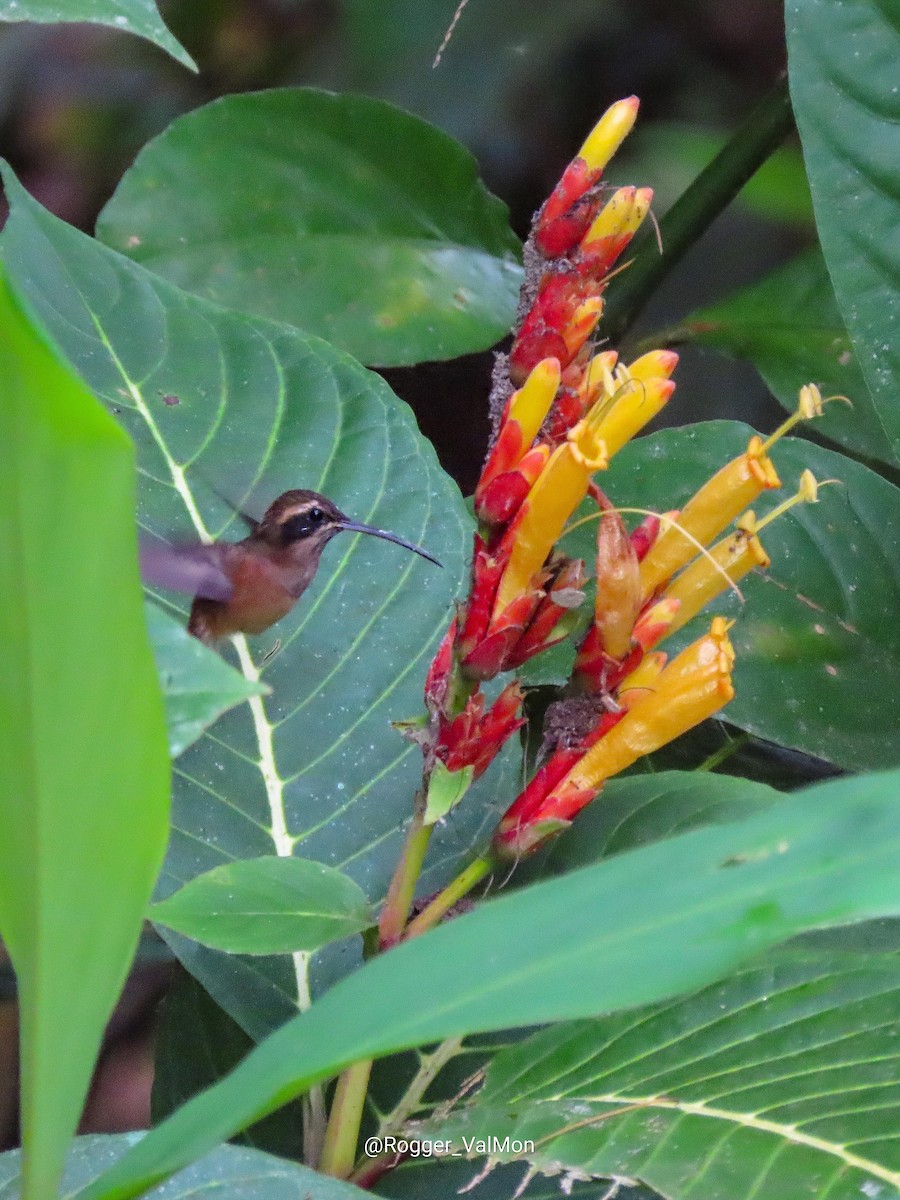 Пестрогорлый колибри-отшельник - ML444636021