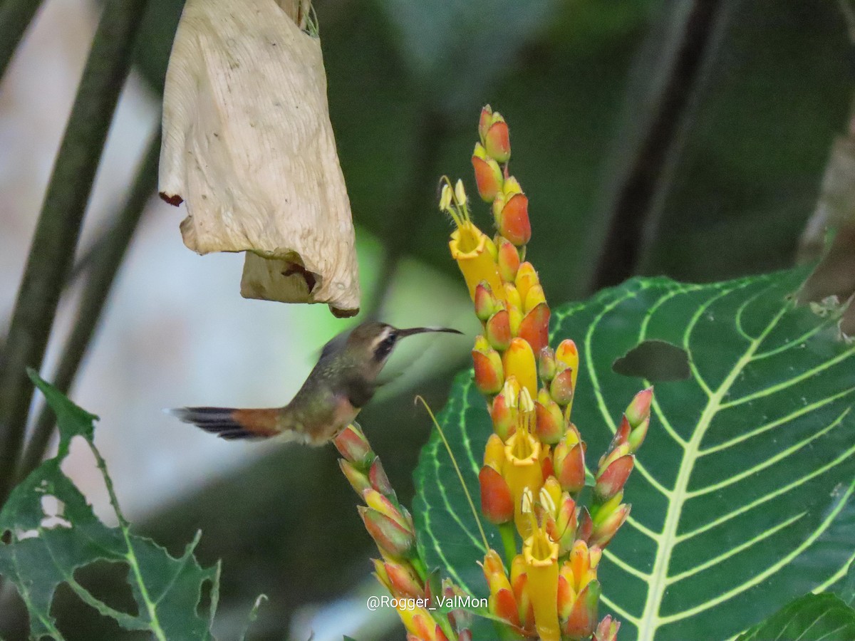 kolibřík proužkohrdlý - ML444636051