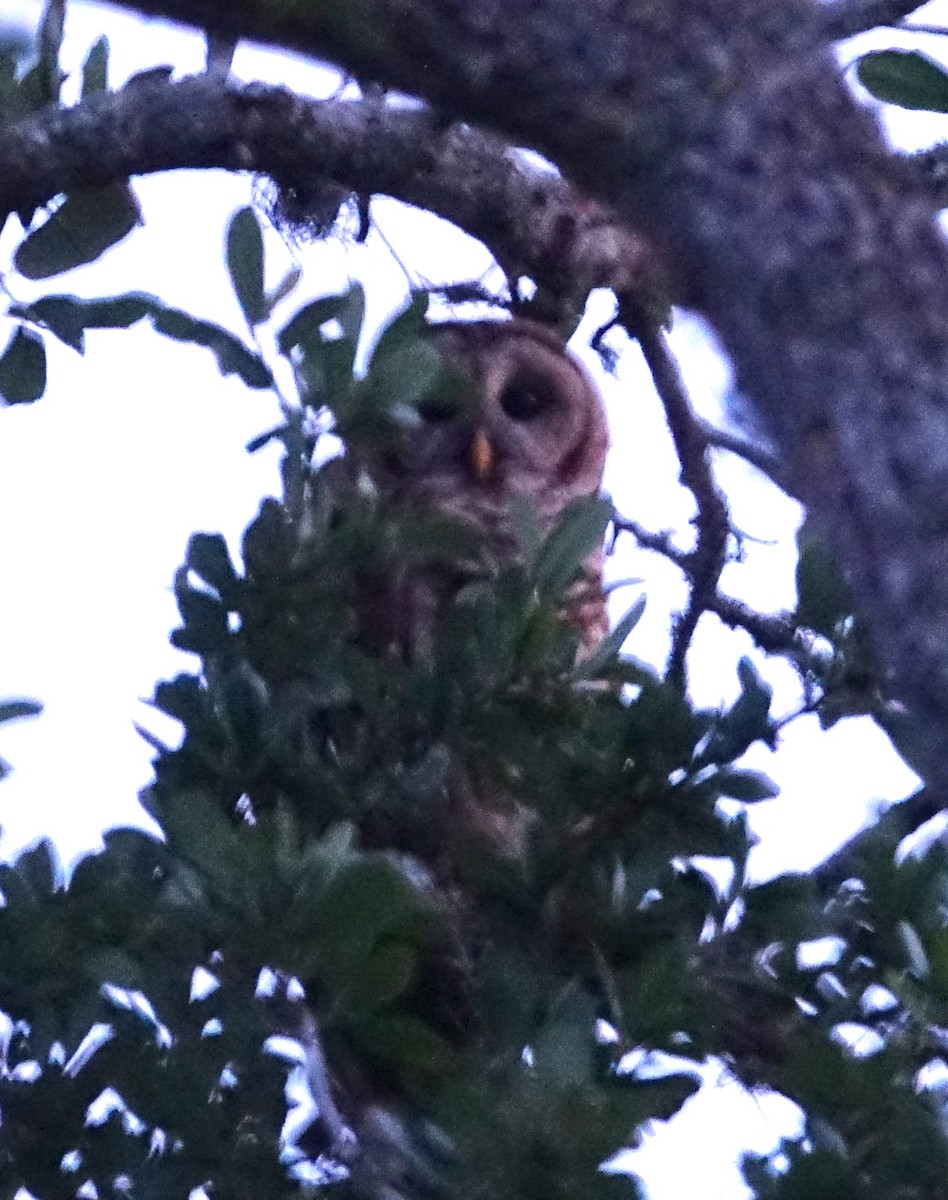 Barred Owl - ML444636411