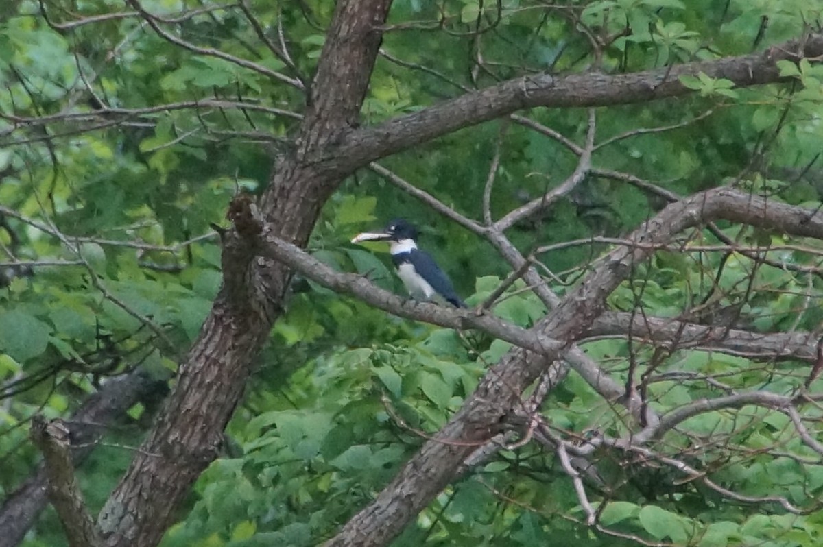Belted Kingfisher - ML444636521