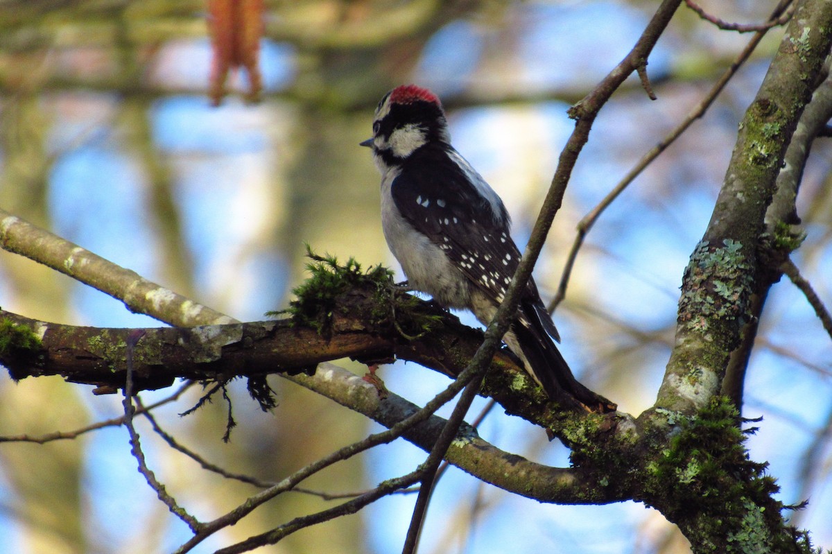 Downy Woodpecker - Eric Walther
