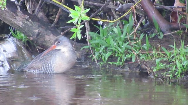 Clapper Rail - ML444637271