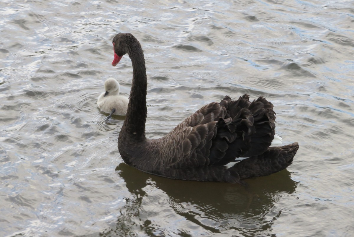 Black Swan - Maggie Evans