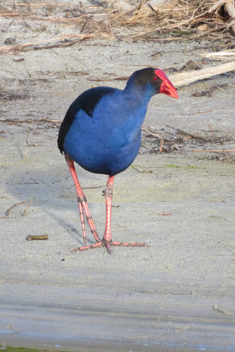 Australasian Swamphen - ML44463951