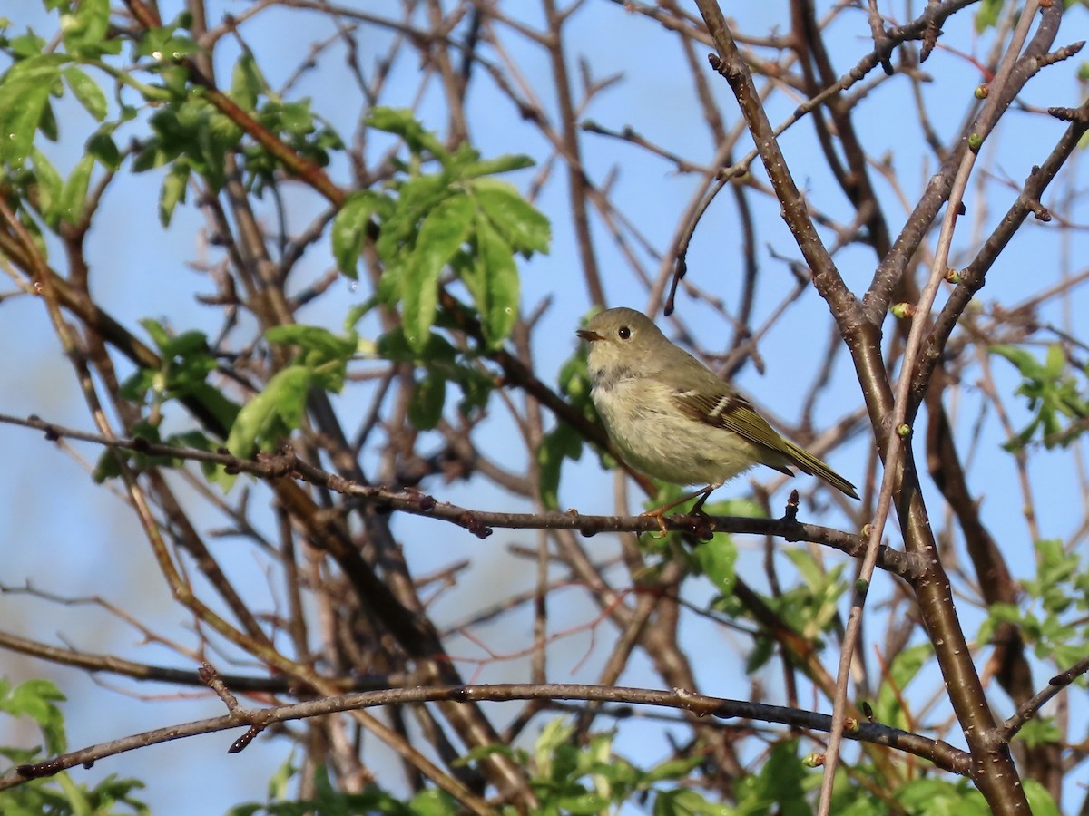 Ruby-crowned Kinglet - ML444639571