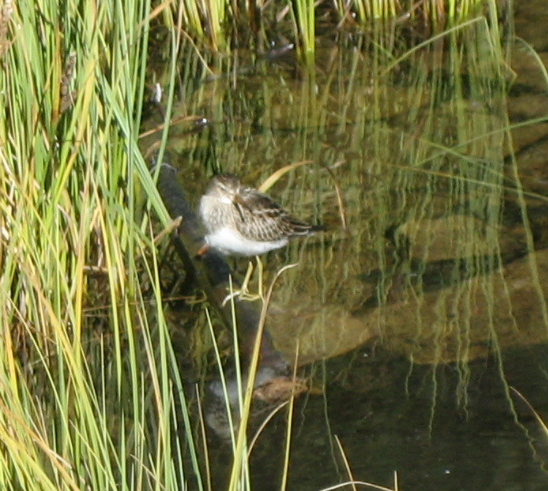 Pectoral Sandpiper - Stefan Passlick