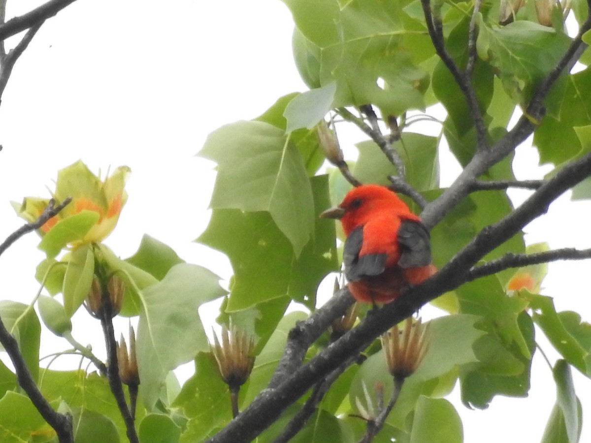 アカフウキンチョウ - ML444639921