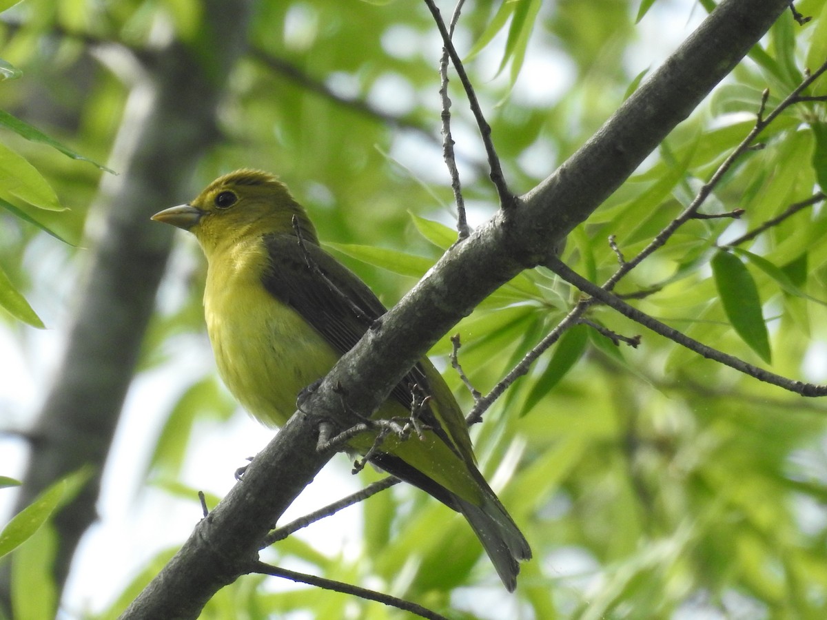 Scarlet Tanager - ML444639991