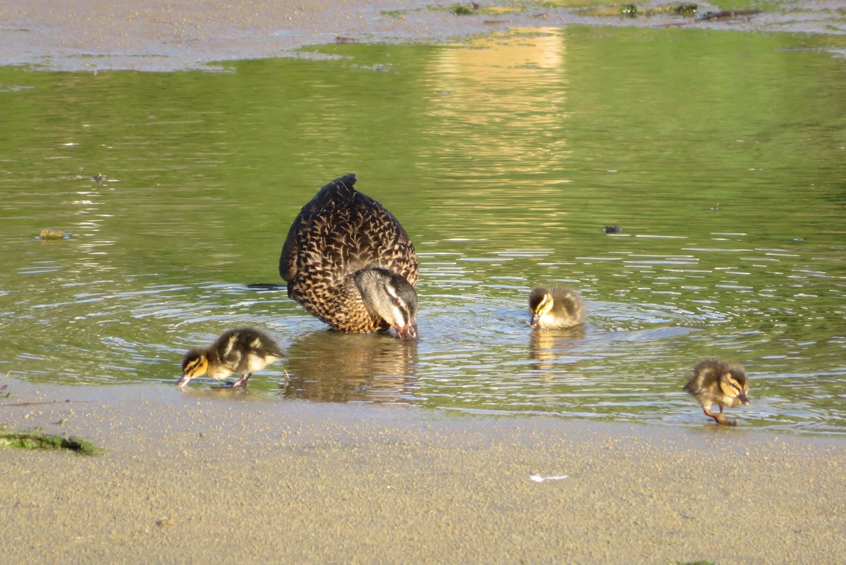 Mallard - Maggie Evans