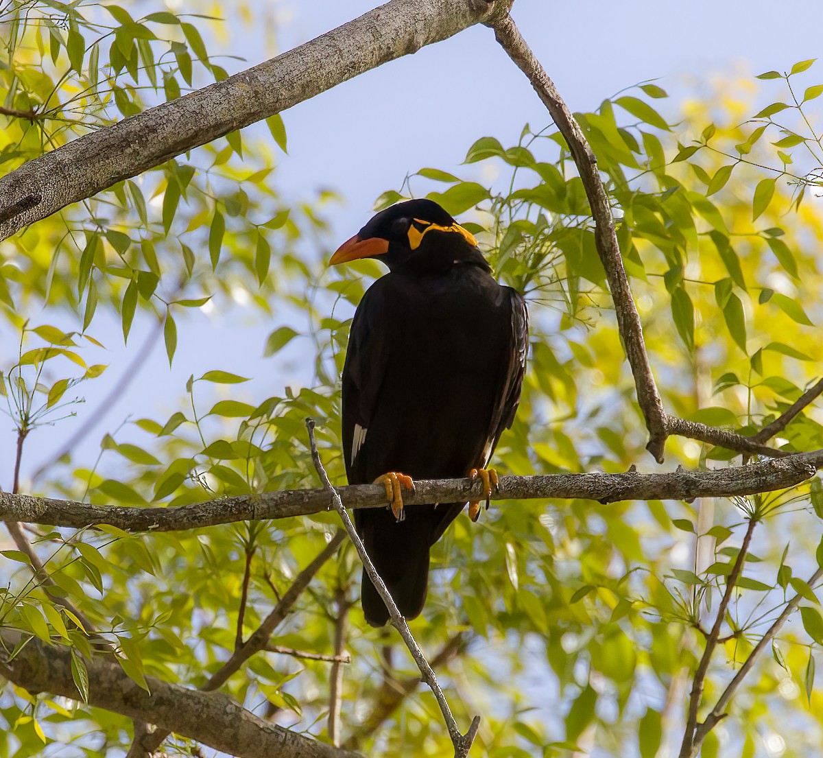 Common Hill Myna - ML444640211