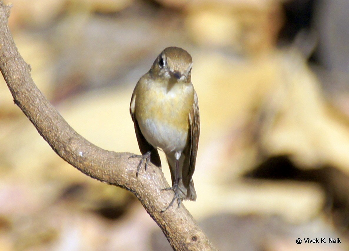 Red-breasted Flycatcher - ML44464051