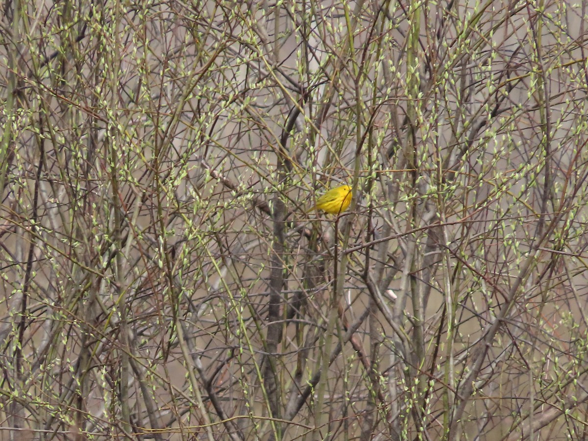 Paruline jaune - ML444640611